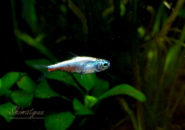 プラチナソウギョ　熱帯魚 ソウギョ（草魚）の飼育：寿命はどのくらい？価格は？ | アクアリウム生活