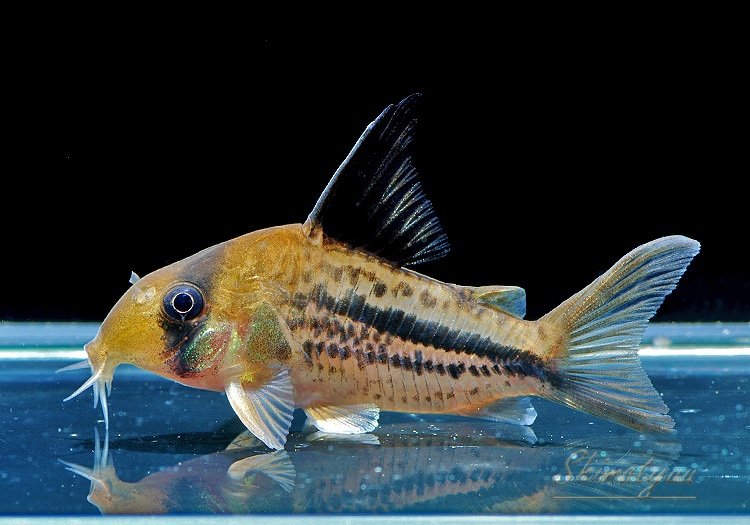 C��.sp.�ƥ�ƥ󥢥�������ǥ� �ʥǥå��꡼�ˡȥ�����ӥ��ɡ�WILD��3ɤ��