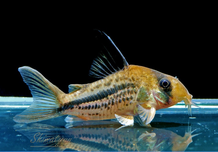 C��.sp.�ƥ�ƥ󥢥�������ǥ� �ʥǥå��꡼�ˡȥ�����ӥ��ɡ�WILD��3ɤ��