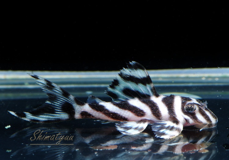 ����ʪ�������ѡ�����ڥꥢ�를�֥顡F2���ȣ£����ɡ�No.01