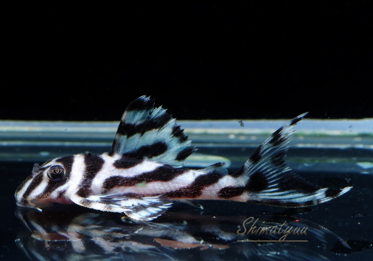 ����ʪ�������ѡ�����ڥꥢ�를�֥顡F2���ȣ£����ɡ�No.01