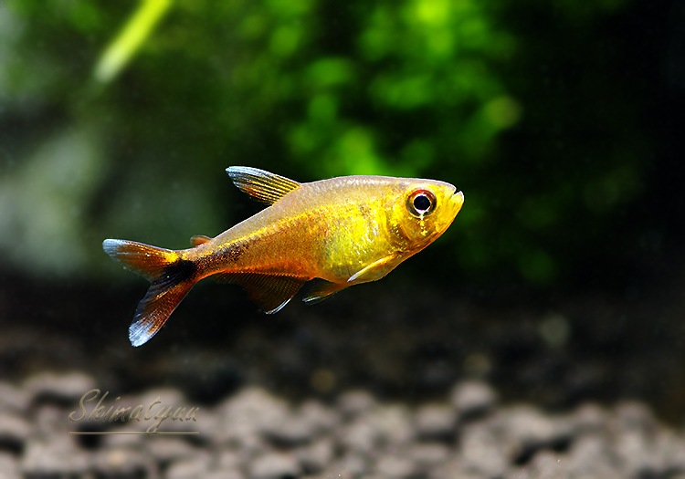 熱帯魚 ハセマニアcf ハンセニー ジャクンダ Wild 3匹 熱帯魚 カラシンｗild Aqua F東京店通販ショップ