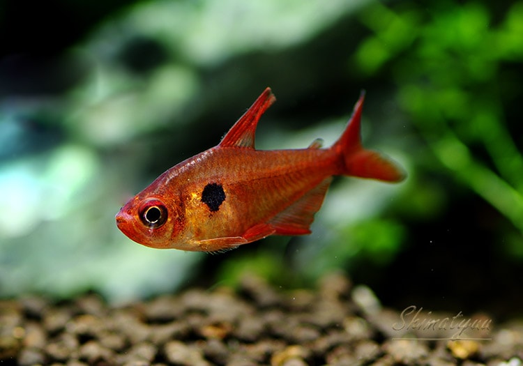 熱帯魚】 レッドファントム・テトラ “ルブラ” 真っ赤タイプ WILD 10匹