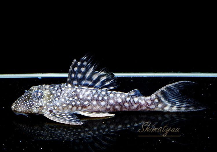 ����ʪ�����Ρ��١��롦�ڥ���ƥ�����WILD���ȥ��åѡ��ͥ����ɡ�No.07