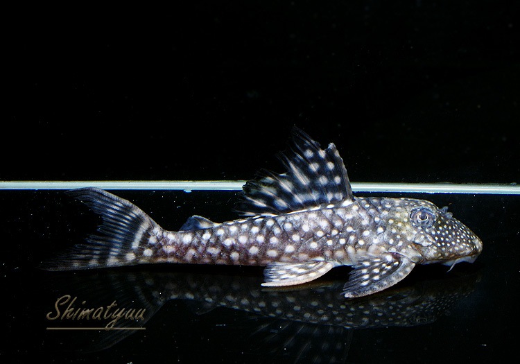 ����ʪ�����Ρ��١��롦�ڥ���ƥ�����WILD���ȥ��åѡ��ͥ����ɡ�No.07