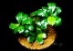 ����ʪ��Bucephalandra sp. Dreadnought  ���  2020.10��No.59
