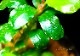����ʪ��Bucephalandra sp. Dreadnought  ���  2020.10��No.59