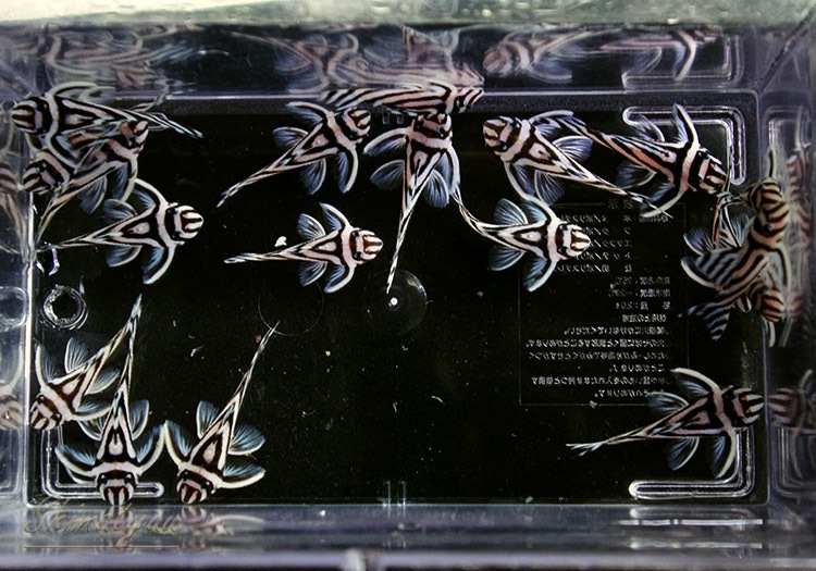 �ޤȤ��㤤�ò�!!������ڥꥢ�를�֥顡�ȣ£����ɡ�4.0��4.5cm��5ɤ