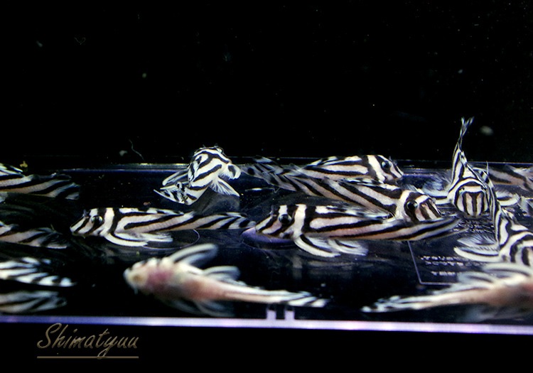 �ޤȤ��㤤�ò�!!������ڥꥢ�를�֥顡�ȣ£����ɡ�4.0��4.5cm��5ɤ