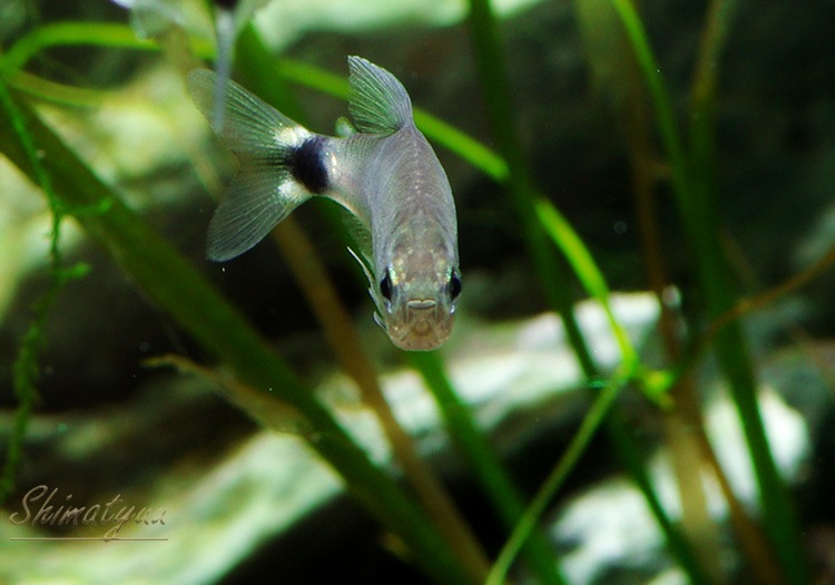 熱帯魚 テトラ オーロ Wild 5匹 熱帯魚 カラシンｗild Aqua F東京店通販ショップ