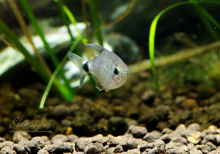 熱帯魚 テトラ オーロ Wild 5匹 熱帯魚 カラシンｗild Aqua F東京店通販ショップ