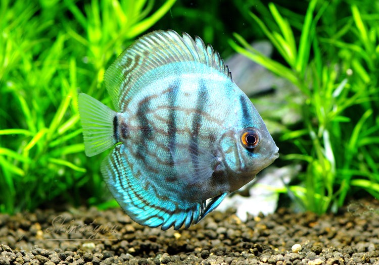 熱帯魚 コバルトブルー ディスカス 3匹 ディスカス ブリード ディスカス Aqua F東京店通販ショップ