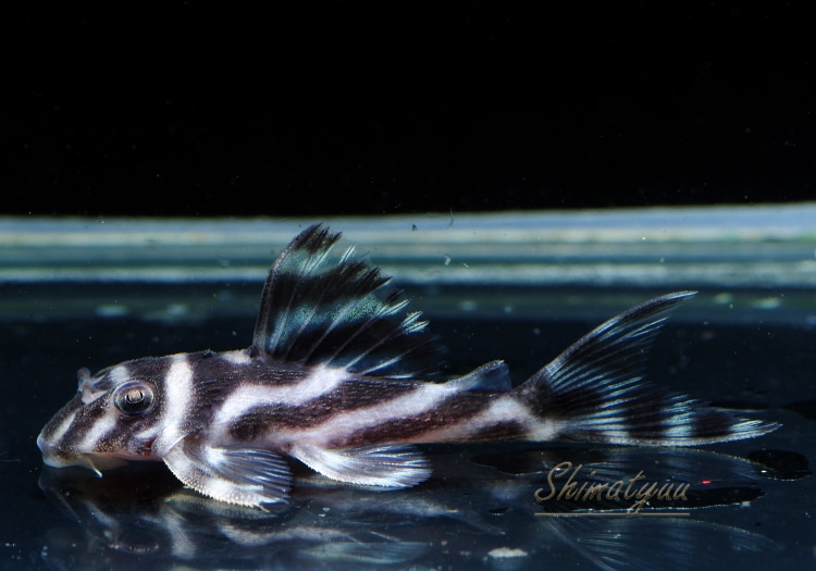 ����ʪ�������ѡ�����ڥꥢ�를�֥顡F2���ȣ£����ɡ�No.02