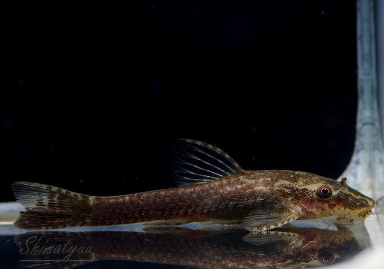 熱帯魚 オトシン ネグロ 10 1匹 計11匹 死着補償対象外 限定特売品 Aqua F東京店通販ショップ