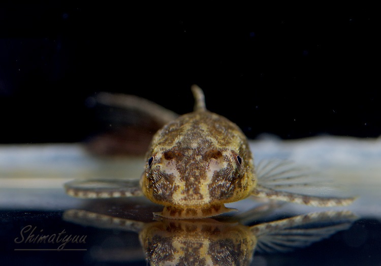 熱帯魚 オトシン ネグロ 10 1匹 計11匹 死着補償対象外 限定特売品 Aqua F東京店通販ショップ