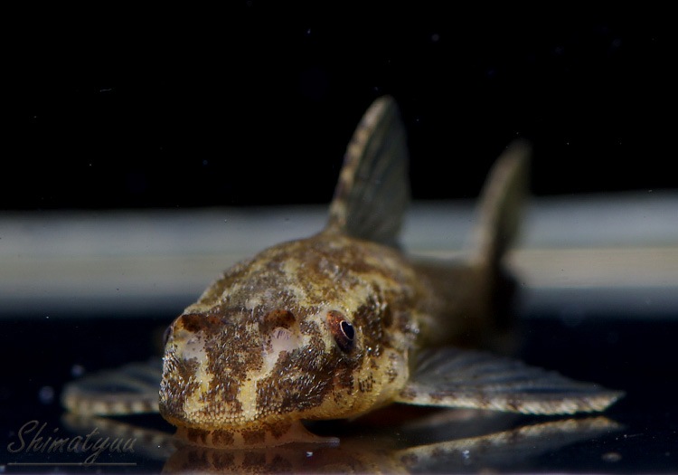 熱帯魚 オトシン ネグロ 10 1匹 計11匹 死着補償対象外 限定特売品 Aqua F東京店通販ショップ