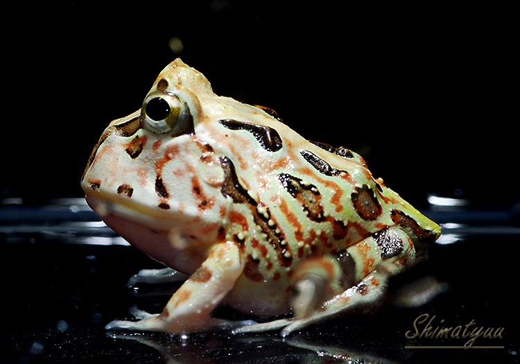 極美新血統！！クラウンウェルツノガエルディープグリーン☆色味が薄くなりがちな手足にもシッカリと緑が乗った極上セレクト個体±3cm ペパーミントなはずのクランウェルツノガエルが、どんどん謎の色になっ