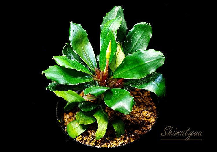 ����ʪ��Bucephalandra sp. Red Cerberus  ���  2020.7��No.60
