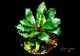 ����ʪ��Bucephalandra sp. Red Cerberus  ���  2020.7��No.60