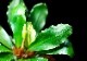 ����ʪ��Bucephalandra sp. Red Cerberus  ���  2020.7��No.60