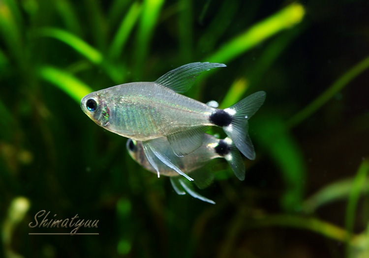 熱帯魚 テトラ オーロ Wild 1匹 熱帯魚 カラシンｗild Aqua F東京店通販ショップ