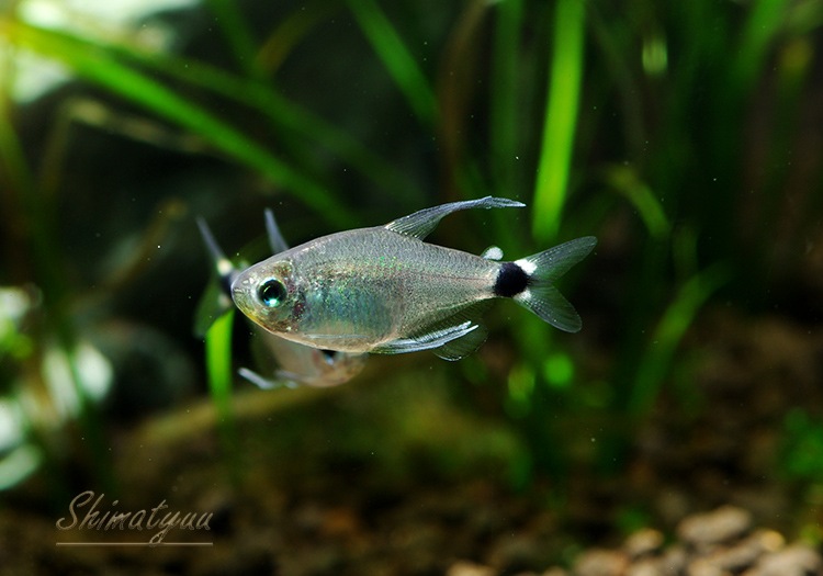 熱帯魚 テトラ オーロ Wild 1匹 熱帯魚 カラシンｗild Aqua F東京店通販ショップ