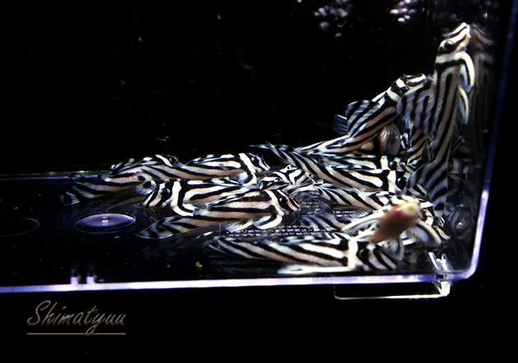 ����ڥꥢ�를�֥顡�ȣ£����ɡ�4.0��4.5cm��1ɤ