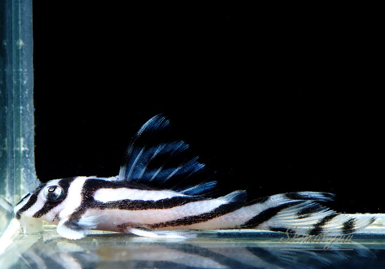 ����ڥꥢ�를�֥顡�ȣ£����ɡ�4.0��4.5cm��1ɤ