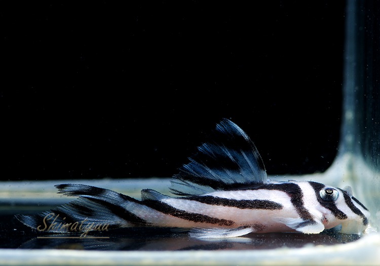 ����ڥꥢ�를�֥顡�ȣ£����ɡ�4.0��4.5cm��1ɤ