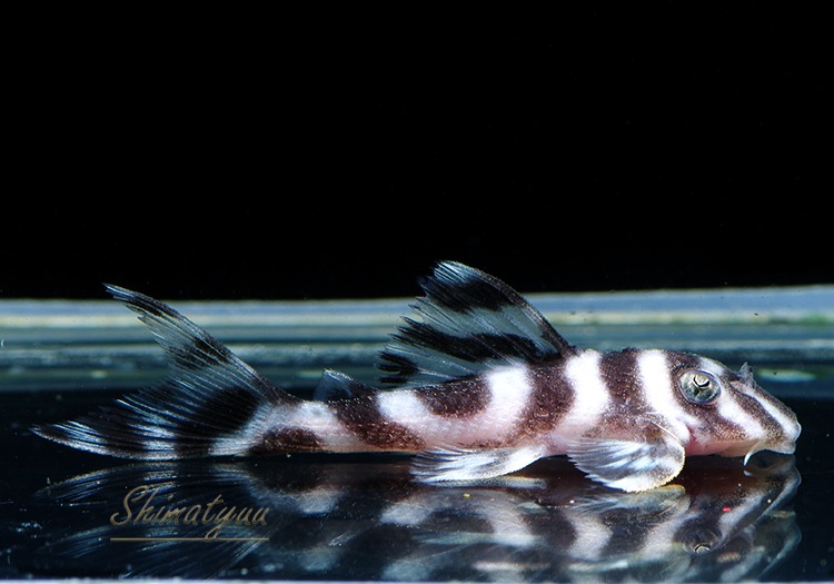 ����ʪ�������ѡ�����ڥꥢ�를�֥顡F2���ȣ£����ɡ�No.03