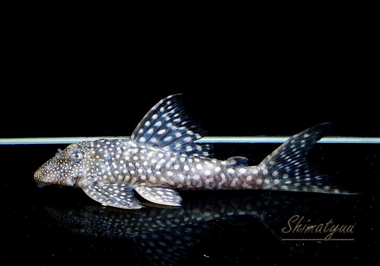 ����ʪ�����Ρ��١��롦�ڥ���ƥ�����WILD���ȥ��åѡ��ͥ����ɡ�No.09