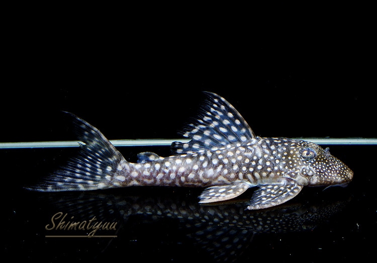 ����ʪ�����Ρ��١��롦�ڥ���ƥ�����WILD���ȥ��åѡ��ͥ����ɡ�No.09