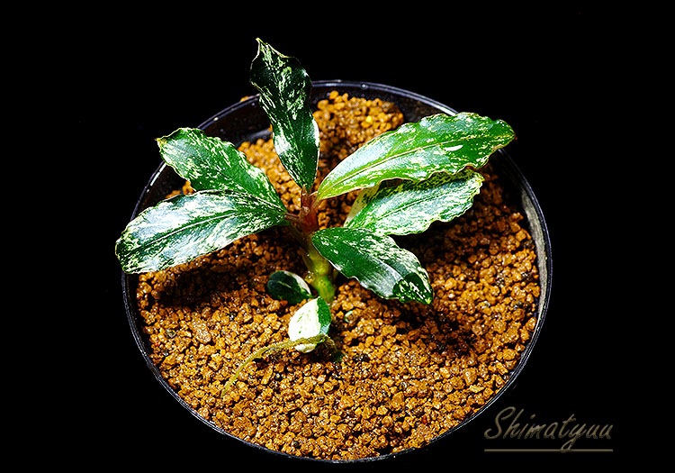 一点物 Bucephalandra sp. White Variegated 2020.10 No.61
