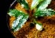 ����ʪ��Bucephalandra sp. White Variegated  2020.10��No.61
