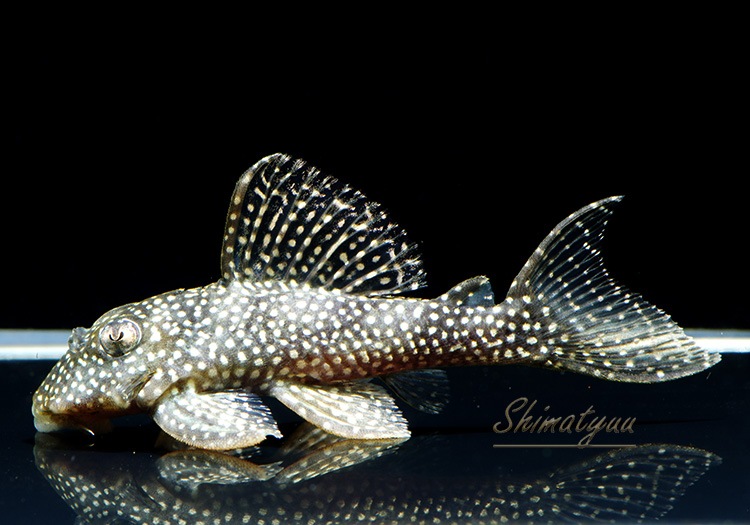 �������������ȥ��饦��ץ쥳��WILD���ȥͥ����ɡ�1ɤ