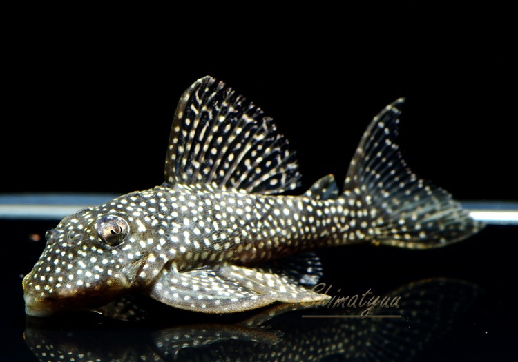 �������������ȥ��饦��ץ쥳��WILD���ȥͥ����ɡ�1ɤ