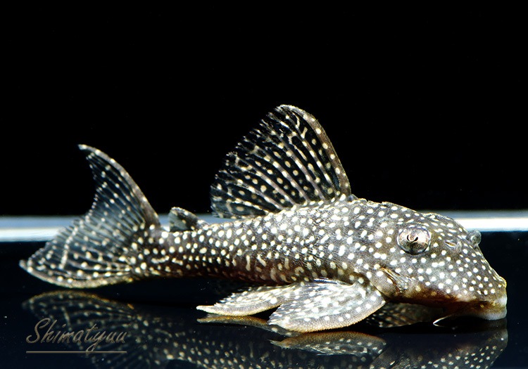 �������������ȥ��饦��ץ쥳��WILD���ȥͥ����ɡ�1ɤ