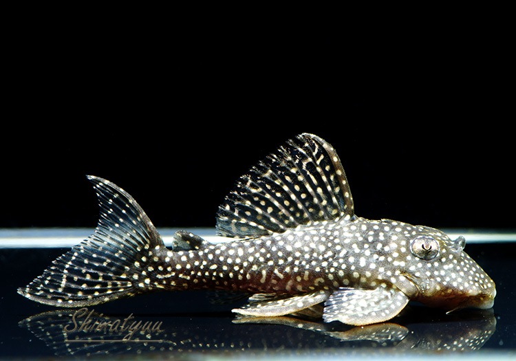 �������������ȥ��饦��ץ쥳��WILD���ȥͥ����ɡ�1ɤ