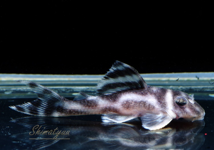 ����ʪ�������ѡ�����ڥꥢ�를�֥顡F2���ȣ£����ɡ�No.04