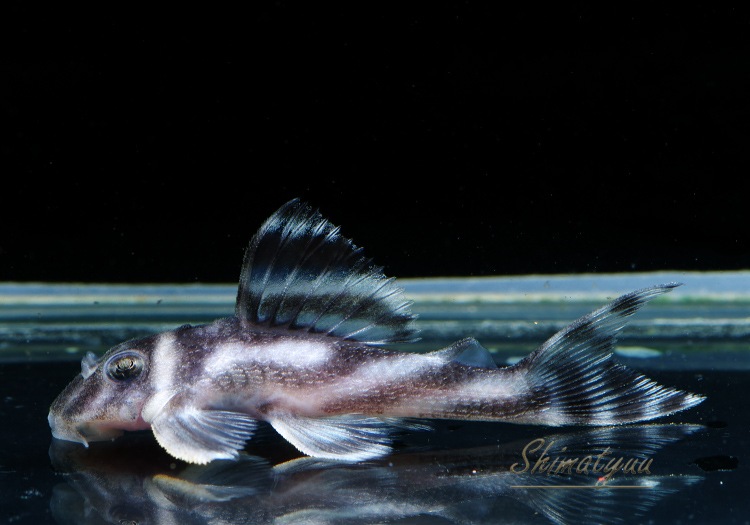 ����ʪ�������ѡ�����ڥꥢ�를�֥顡F2���ȣ£����ɡ�No.04