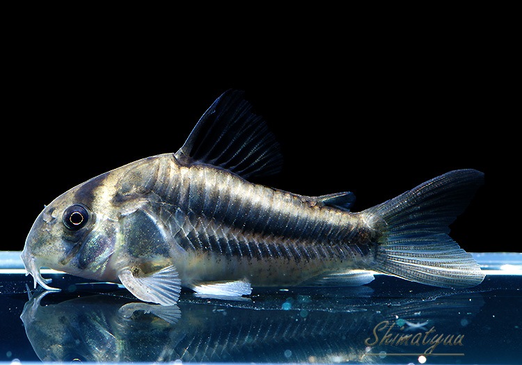 CW169��C��.sp.���֥����ɥХ�ɥ���������ǥ���WILD��1ɤ