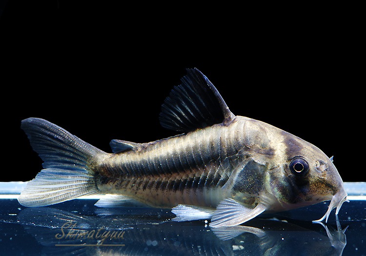 CW169��C��.sp.���֥����ɥХ�ɥ���������ǥ���WILD��1ɤ