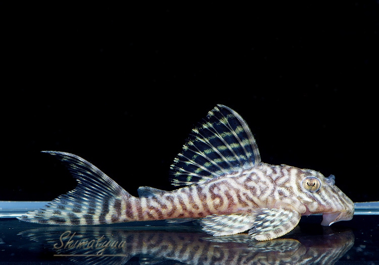 ����ʪ��L-66�����󥰥������ץ쥳��No.02