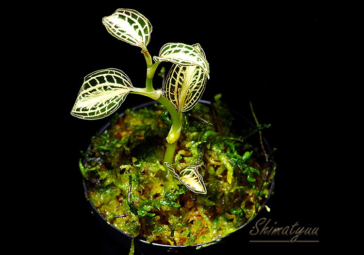 ����ʪ��Anoectochius albolineatus  ��Nok�� No.01