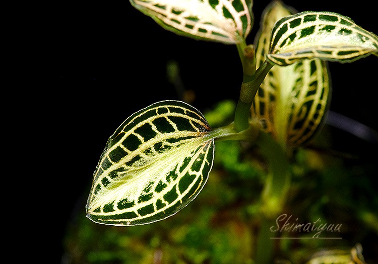 ����ʪ��Anoectochius albolineatus  ��Nok�� No.01