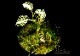 ����ʪ��Anoectochius albolineatus  ��Nok�� No.01