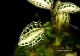 ����ʪ��Anoectochius albolineatus  ��Nok�� No.01