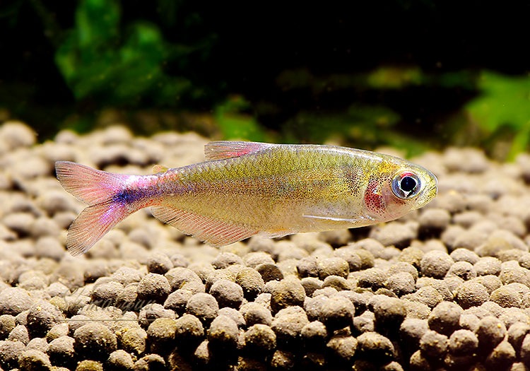 ��Ǯ�ӵ��ۡ��֥�åɥե��󥹥����֥롼�ƥȥ顡��WILD��3ɤ