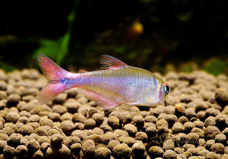 ��Ǯ�ӵ��ۡ��֥�åɥե��󥹥����֥롼�ƥȥ顡��WILD��3ɤ