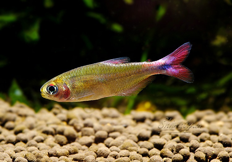 ��Ǯ�ӵ��ۡ��֥�åɥե��󥹥����֥롼�ƥȥ顡��WILD��3ɤ